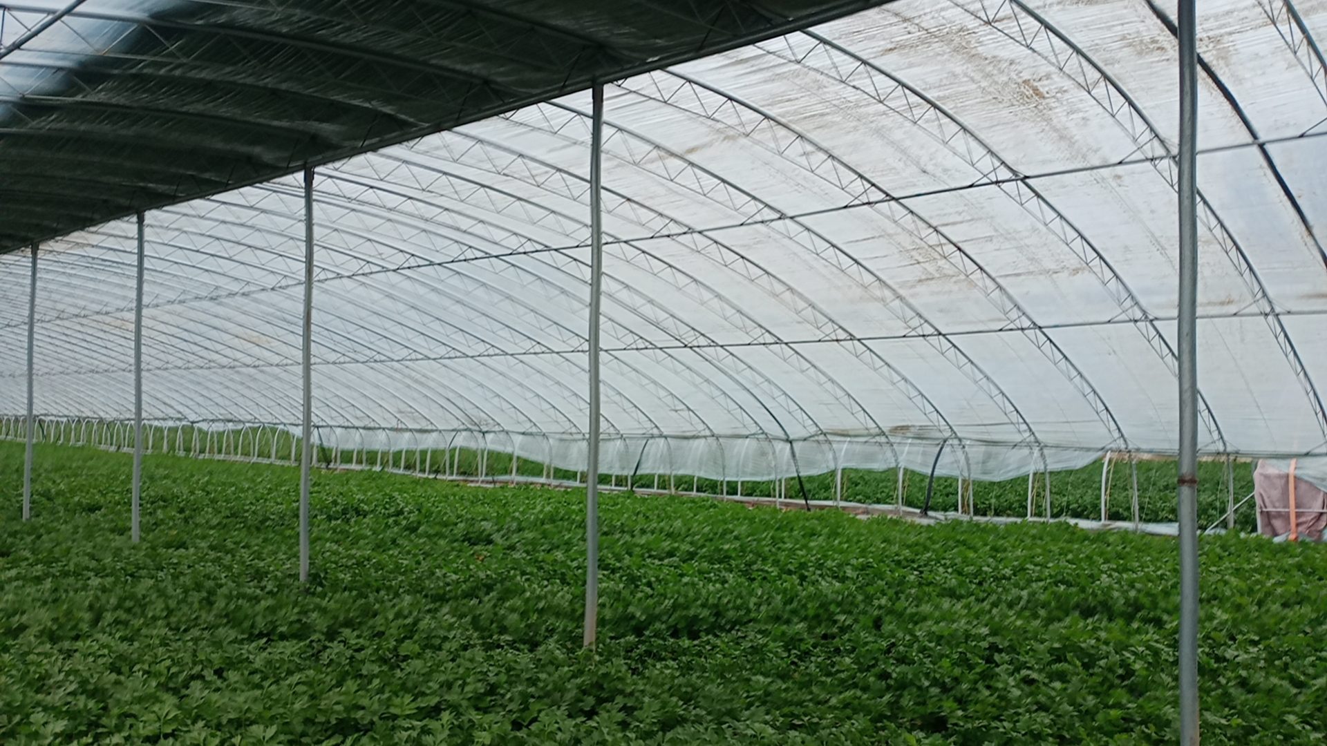 农民正在田间采收青茎毛芹,背景为整齐划一的蔬菜大棚 青茎毛芹田间种植场景