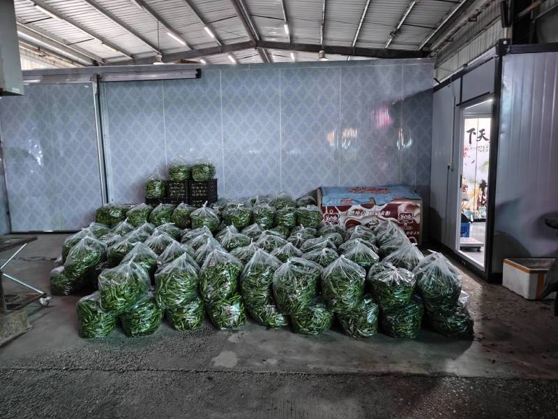 餐饮酒店连锁店辣椒炒肉专用辣椒，湖南本地辣椒，55号辣椒