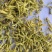 金银花双花青花无杂质多种规格大货公英七彩百草中药