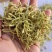 金银花双花青花无杂质多种规格大货公英七彩百草中药
