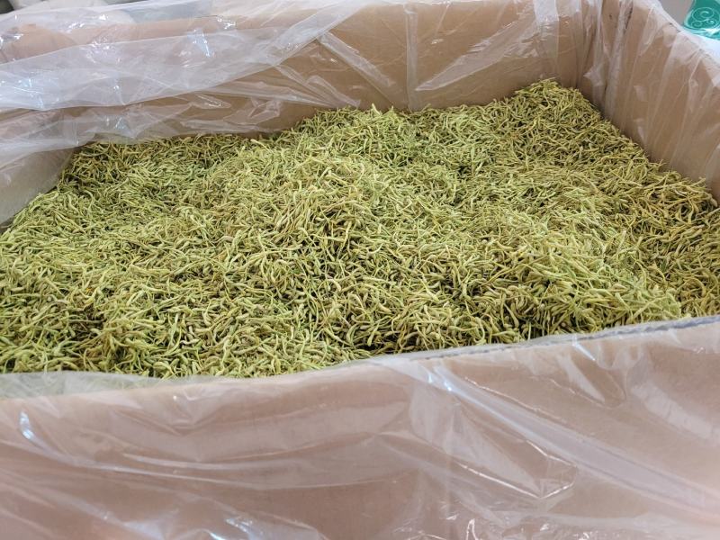 金银花双花青花无杂质多种规格大货公英七彩百草中药