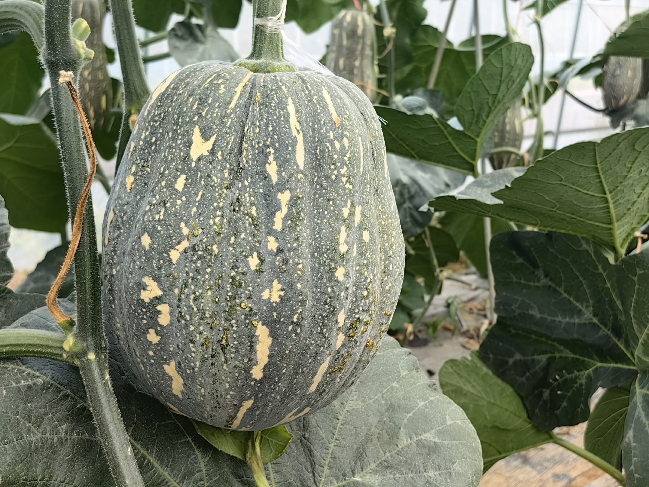 南瓜藤在田间生长的特写图