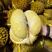 泰国金枕榴莲，软糯香甜，一手供应，坏果包赔，包售后