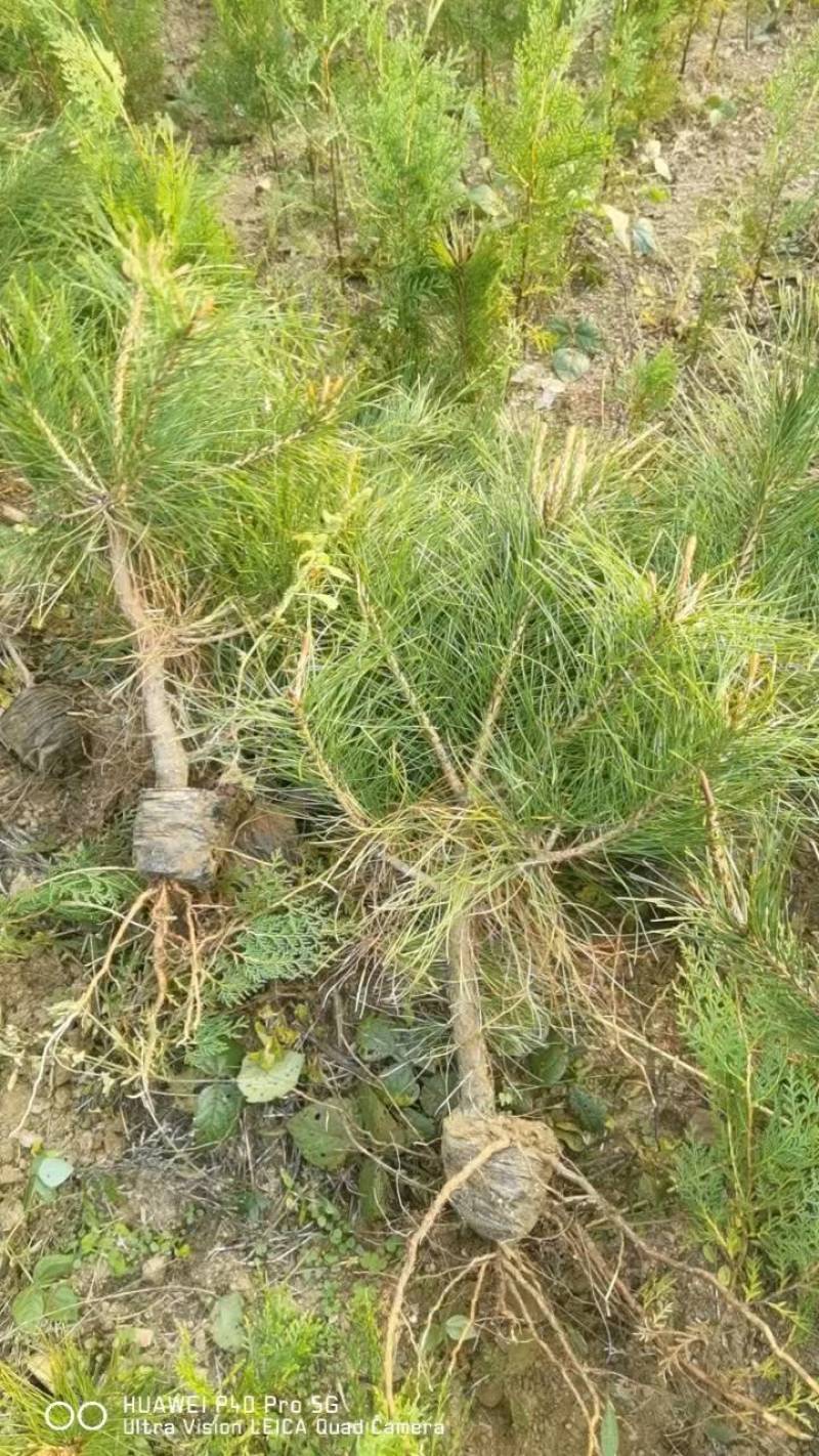 一米油松杯苗地栽苗，行距30公分，不拖腿，不糊枝，粗壮