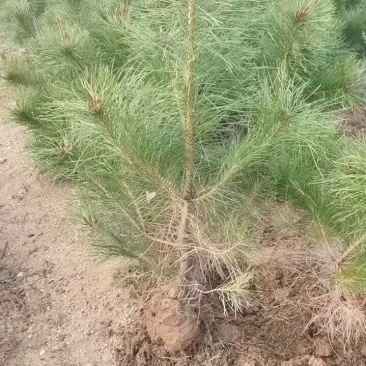 一米油松杯苗地栽苗，行距30公分，不拖腿，不糊枝，粗壮