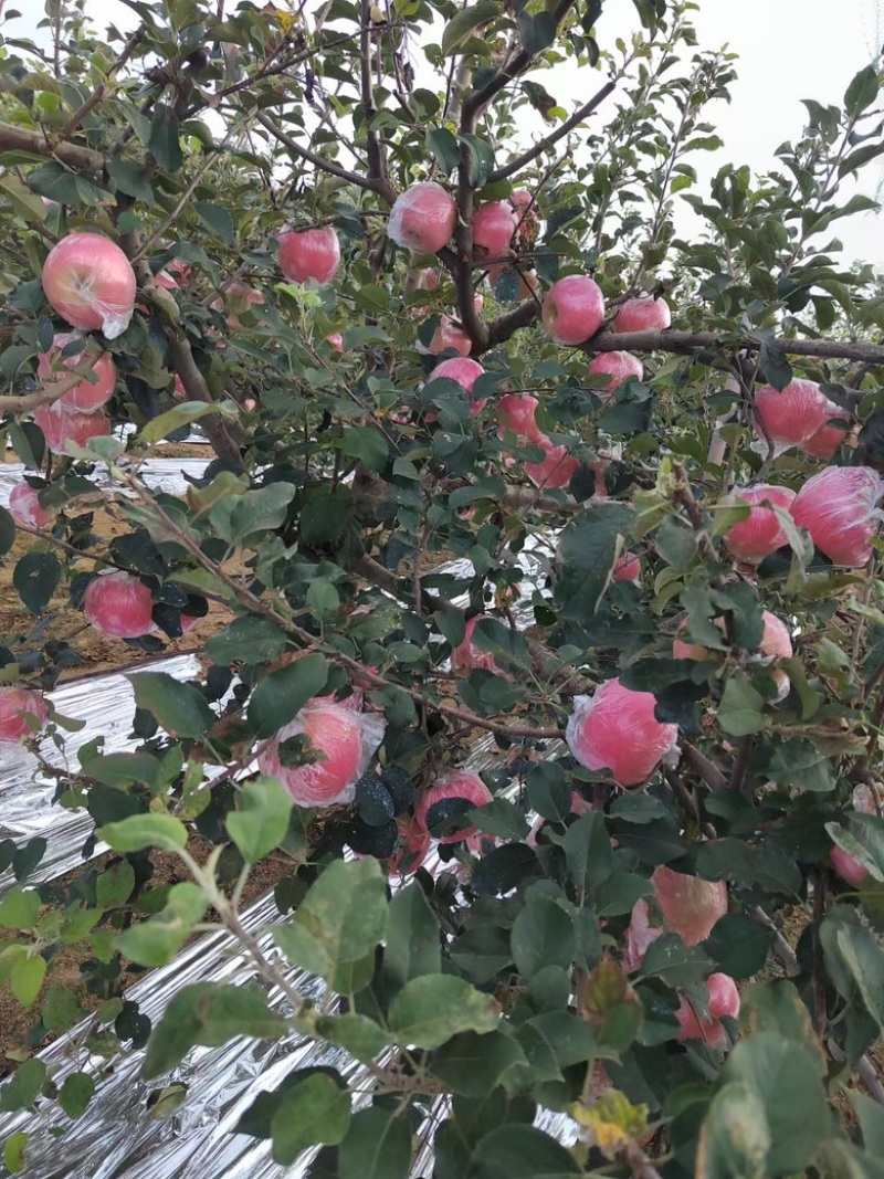 沂蒙山红富士苹果大量上市口感脆甜多汁产地直供批发