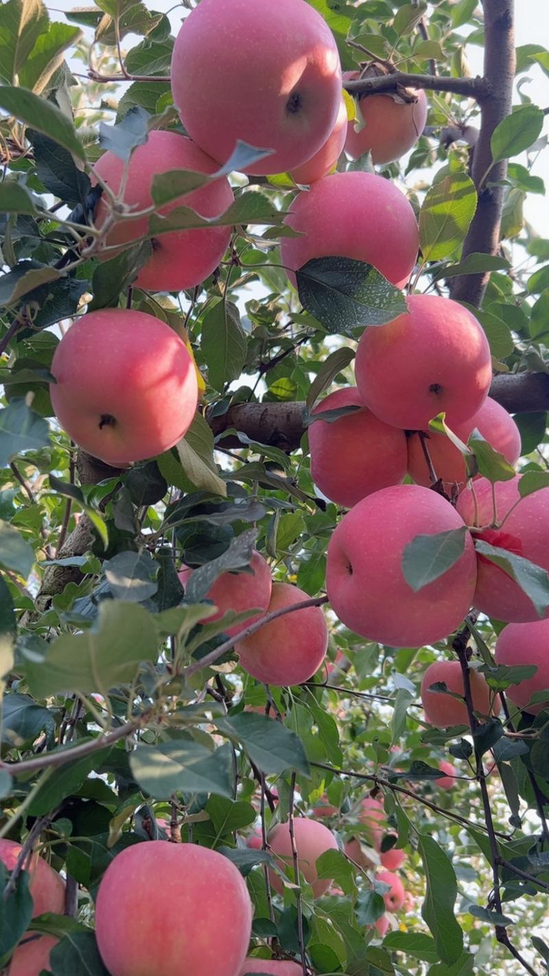 沂蒙山红富士苹果大量上市口感脆甜多汁产地直供批发
