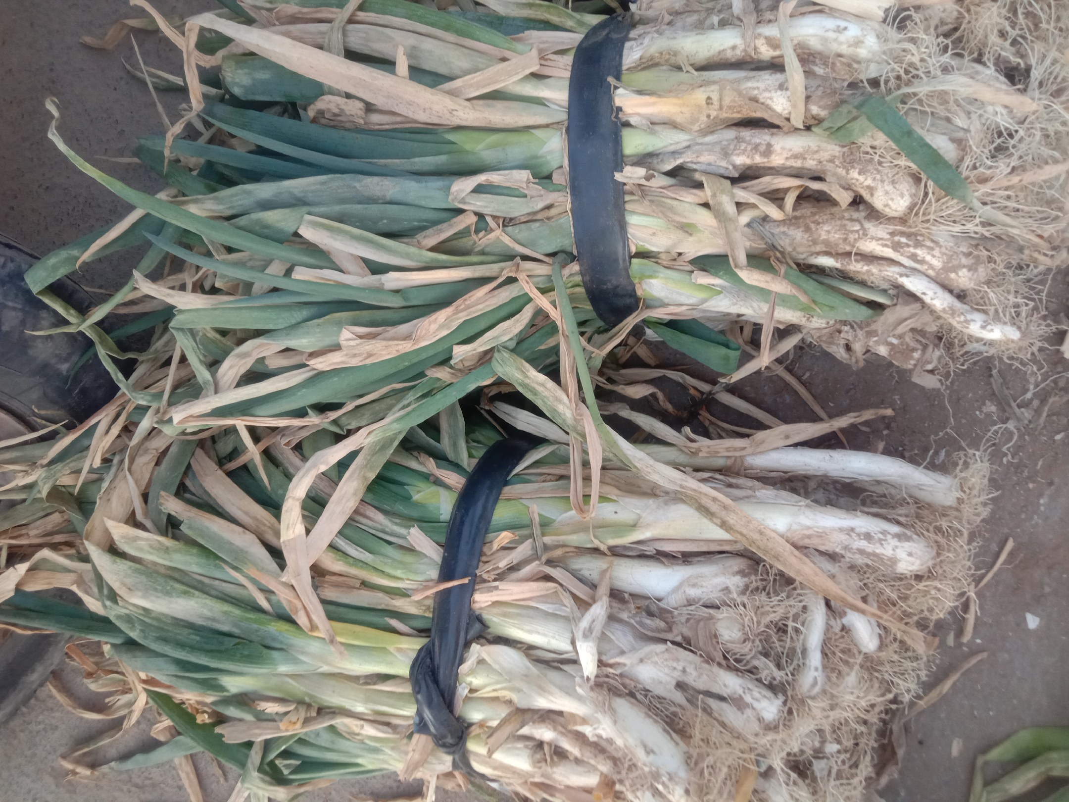 新鲜大葱与猪肉馅 新鲜大葱与猪肉馅