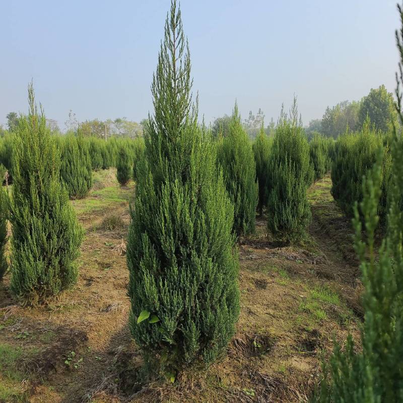 河南桧，刺柏，柏树地苗苗圃基地常年大量出售。