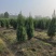 河南桧，刺柏，柏树地苗苗圃基地常年大量出售。