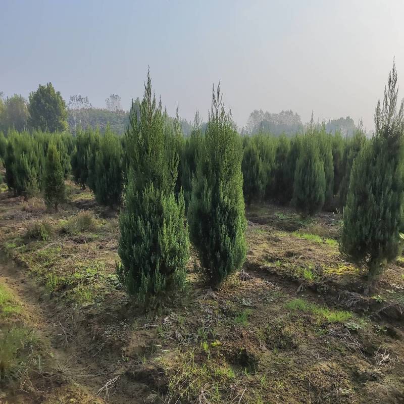 河南桧，刺柏，柏树地苗苗圃基地常年大量出售。