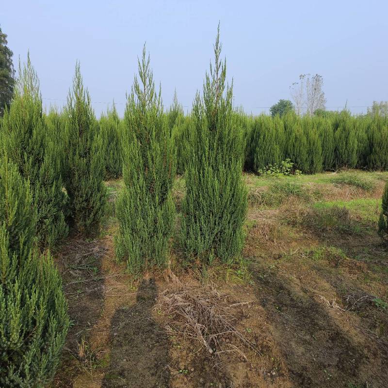 河南桧，刺柏，柏树地苗苗圃基地常年大量出售。