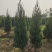 河南桧，刺柏，柏树地苗苗圃基地常年大量出售。