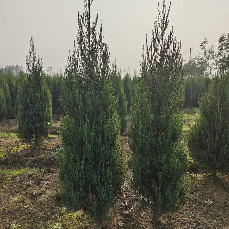 河南桧，刺柏，柏树地苗苗圃基地常年大量出售。