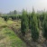 河南桧，刺柏，柏树地苗苗圃基地常年大量出售。