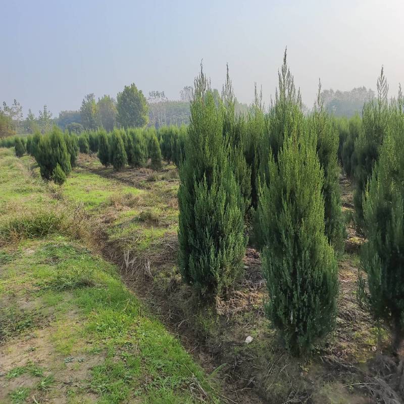 河南桧，刺柏，柏树地苗苗圃基地常年大量出售。
