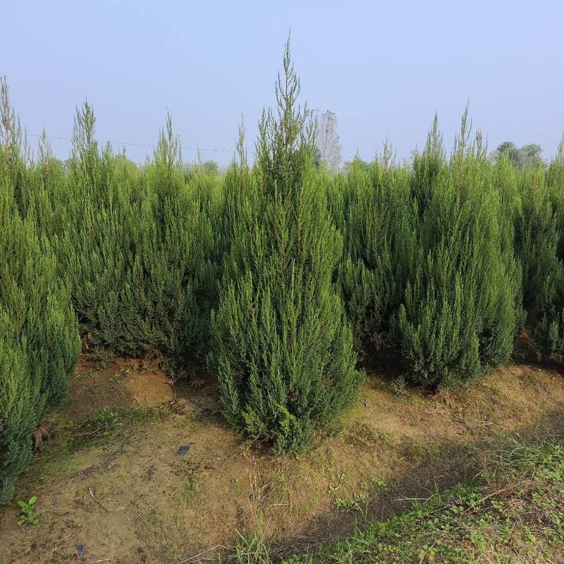 河南桧，刺柏，柏树地苗苗圃基地常年大量出售。