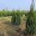 河南桧，刺柏，柏树地苗苗圃基地常年大量出售。