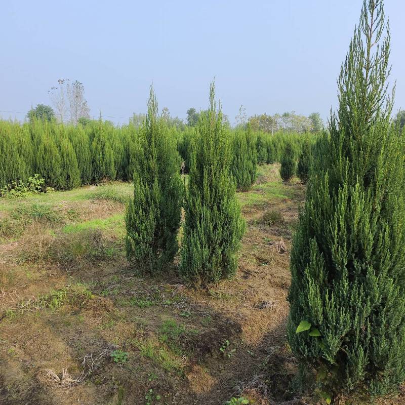 河南桧，刺柏，柏树地苗苗圃基地常年大量出售。