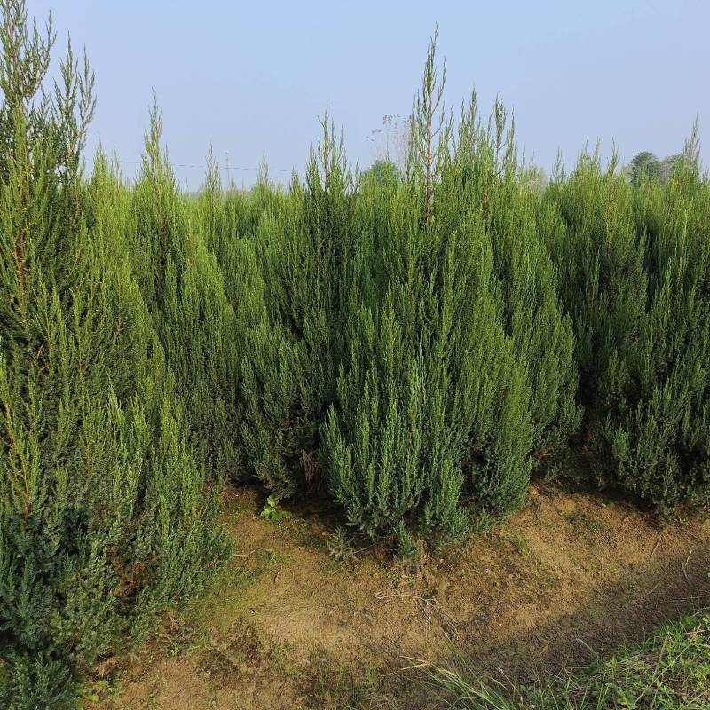 河南桧，刺柏，柏树地苗苗圃基地常年大量出售。