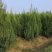河南桧，刺柏，柏树地苗苗圃基地常年大量出售。