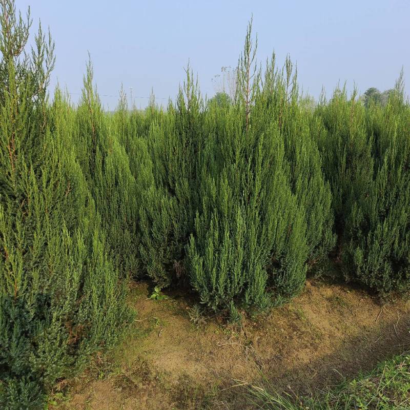 河南桧，刺柏，柏树地苗苗圃基地常年大量出售。