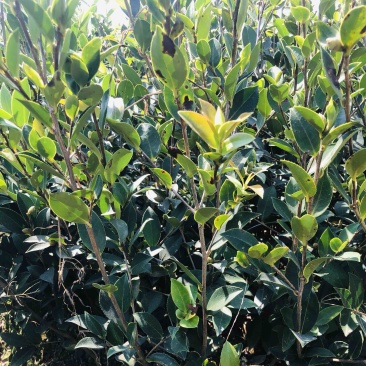 湖南攸县优质嫁接油茶苗产地，直销各种规格湘林系列嫁接油茶