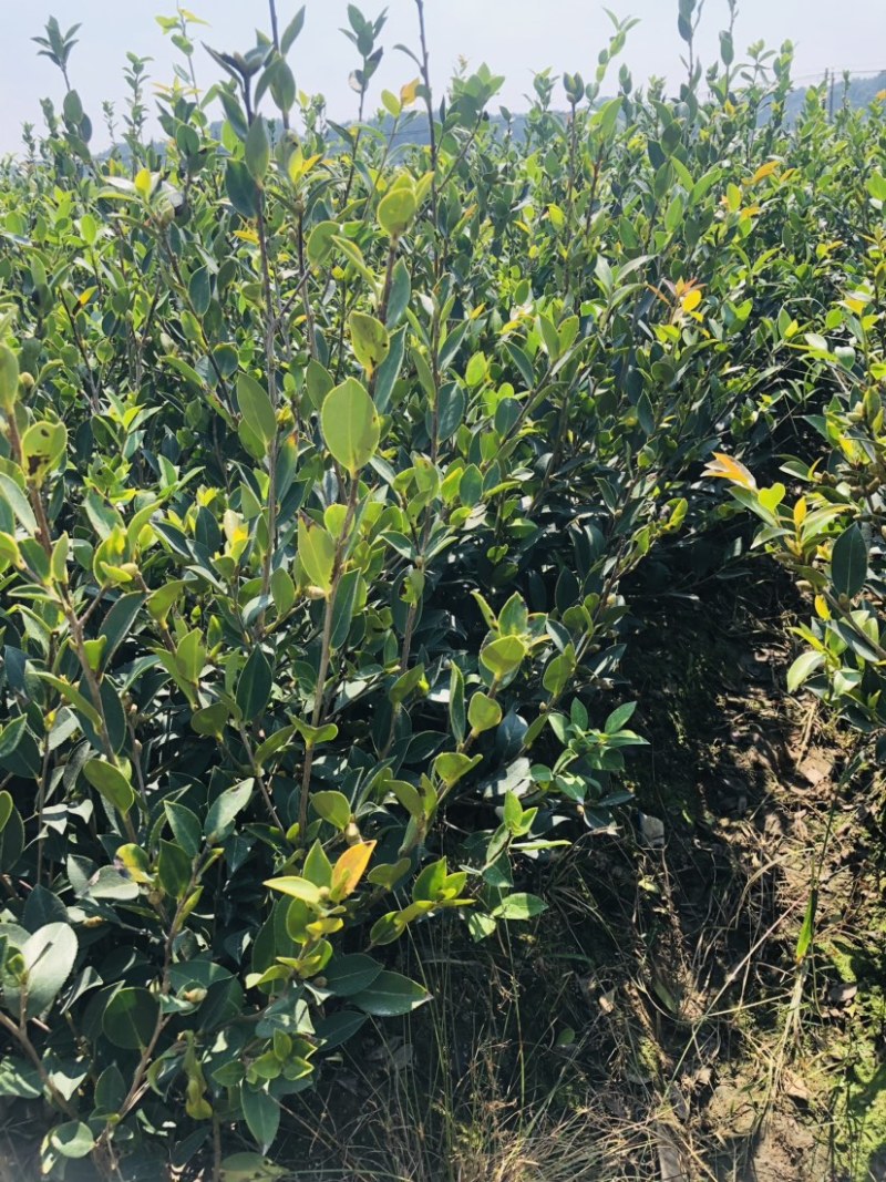 湖南攸县优质嫁接油茶苗产地，直销各种规格湘林系列嫁接油茶