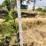 湖南攸县优质嫁接油茶苗产地，直销各种规格湘林系列嫁接油茶
