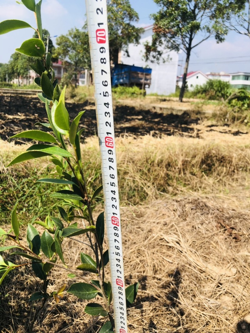 湖南攸县优质嫁接油茶苗产地，直销各种规格湘林系列嫁接油茶