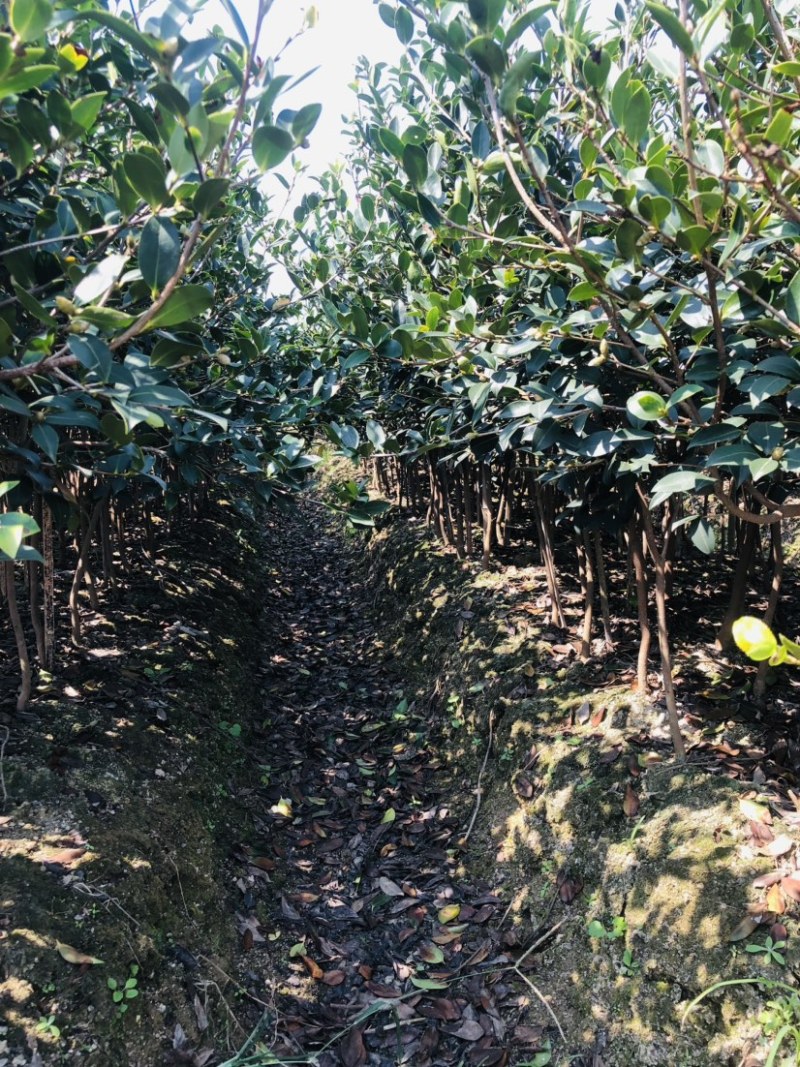 湖南攸县优质嫁接油茶苗产地，直销各种规格湘林系列嫁接油茶