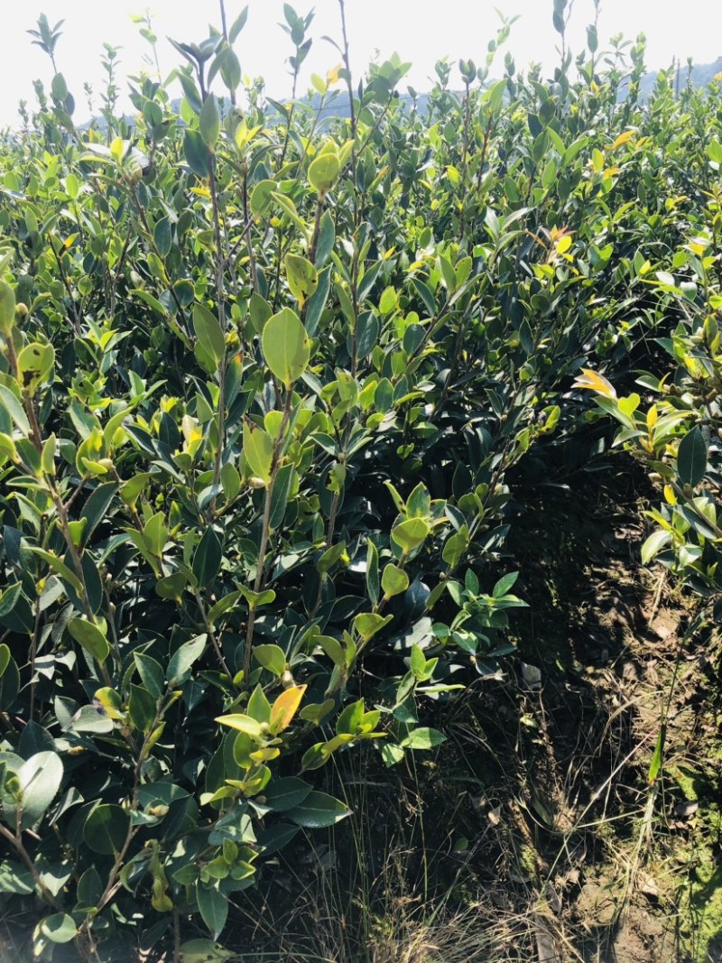 湖南攸县优质嫁接油茶苗产地，直销各种规格湘林系列嫁接油茶