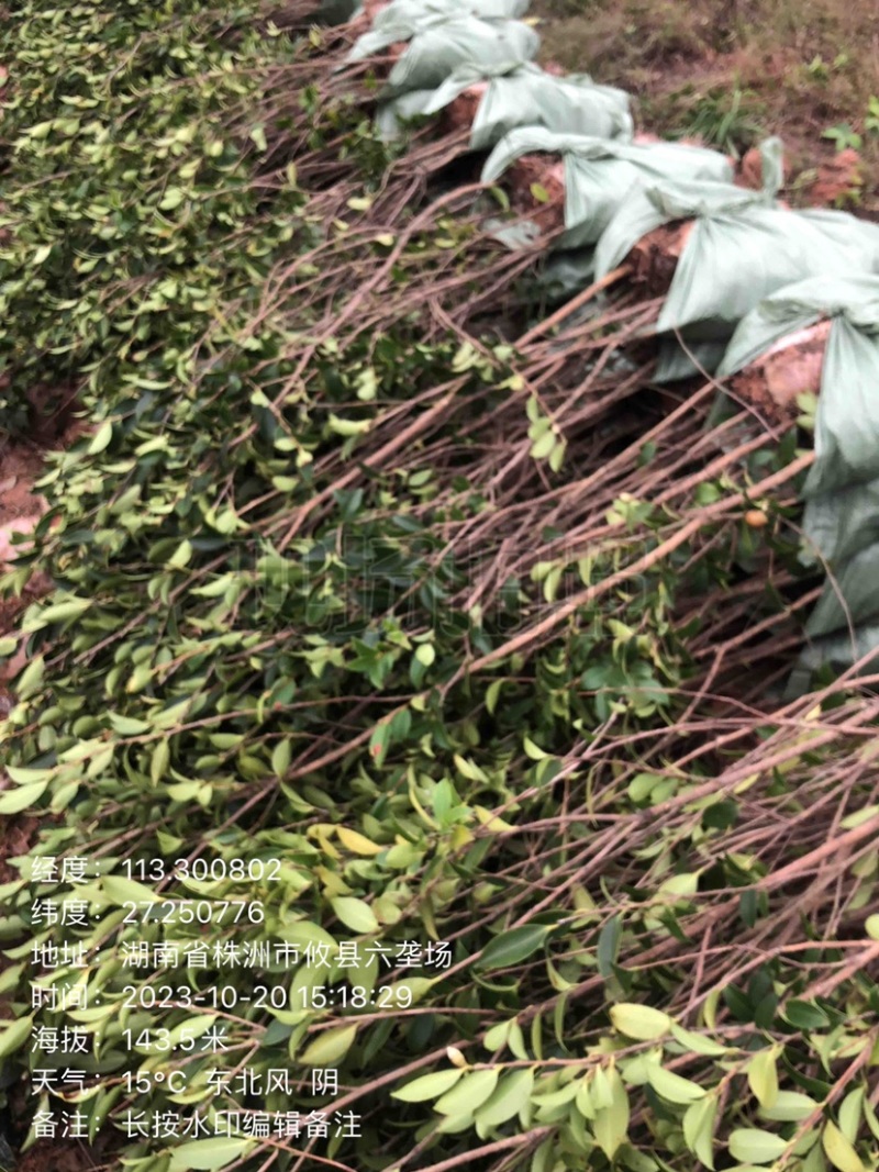湖南攸县优质嫁接油茶苗产地，直销各种规格湘林系列嫁接油茶