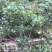 湖南攸县优质嫁接油茶苗产地，直销各种规格湘林系列嫁接油茶