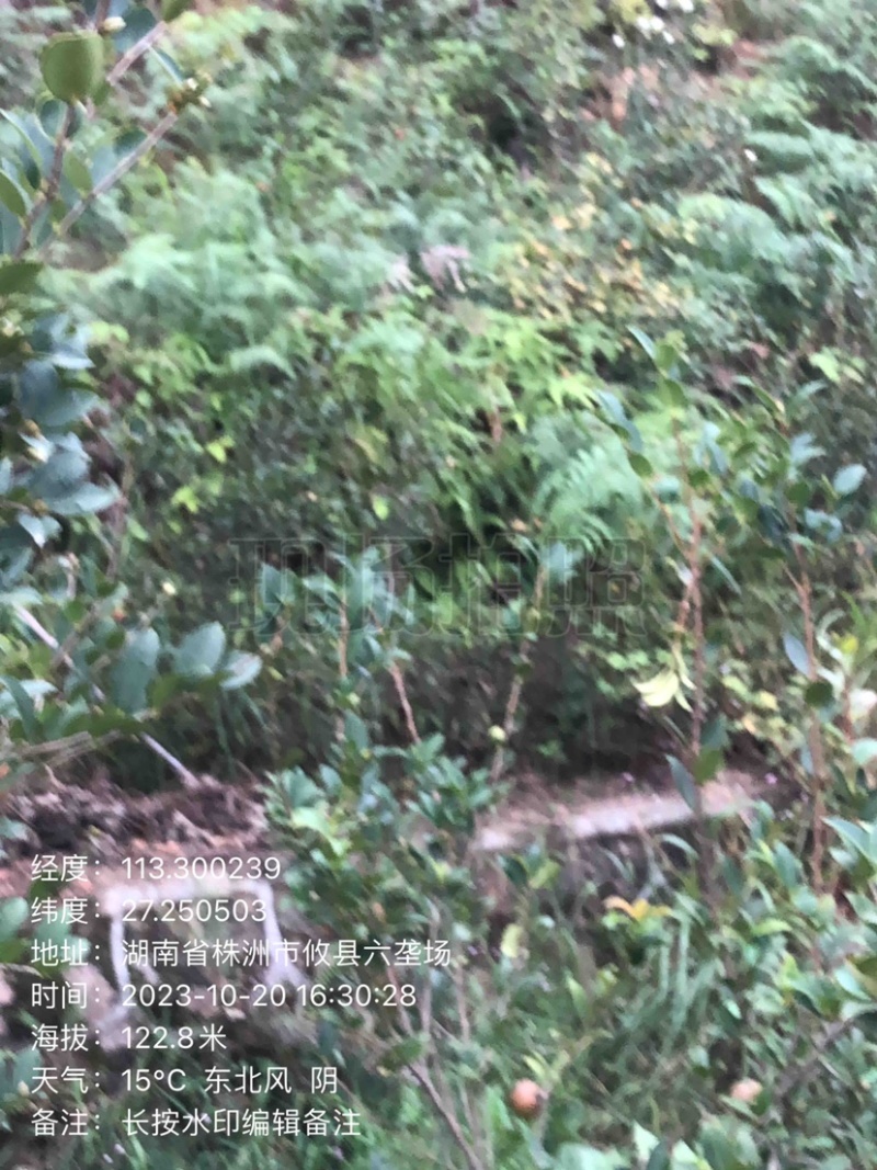 湖南攸县优质嫁接油茶苗产地，直销各种规格湘林系列嫁接油茶