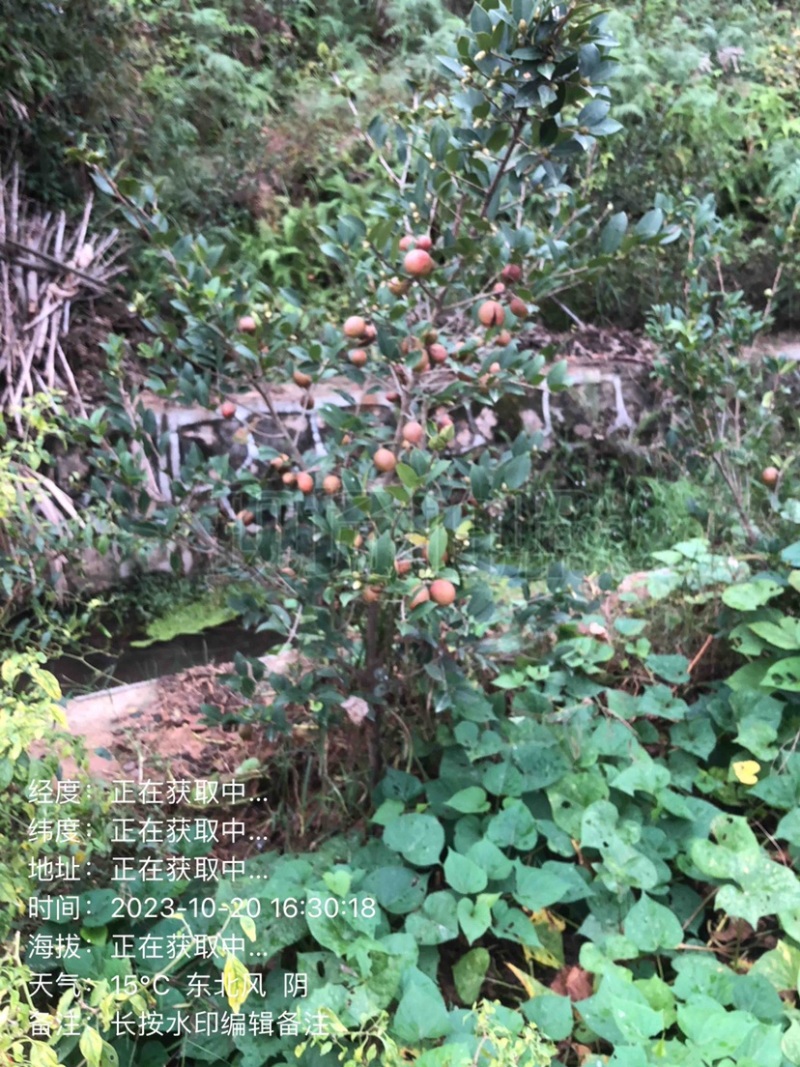 湖南攸县优质嫁接油茶苗产地，直销各种规格湘林系列嫁接油茶