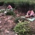 湖南攸县优质嫁接油茶苗产地，直销各种规格湘林系列嫁接油茶