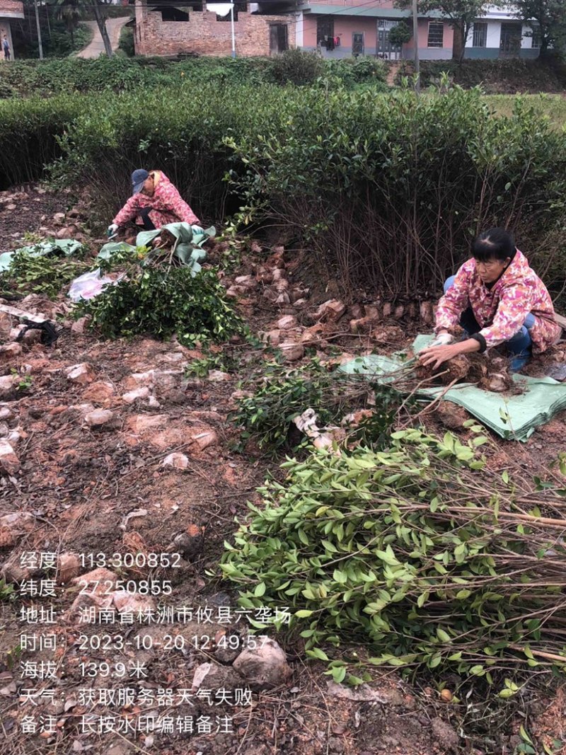 湖南攸县优质嫁接油茶苗产地，直销各种规格湘林系列嫁接油茶