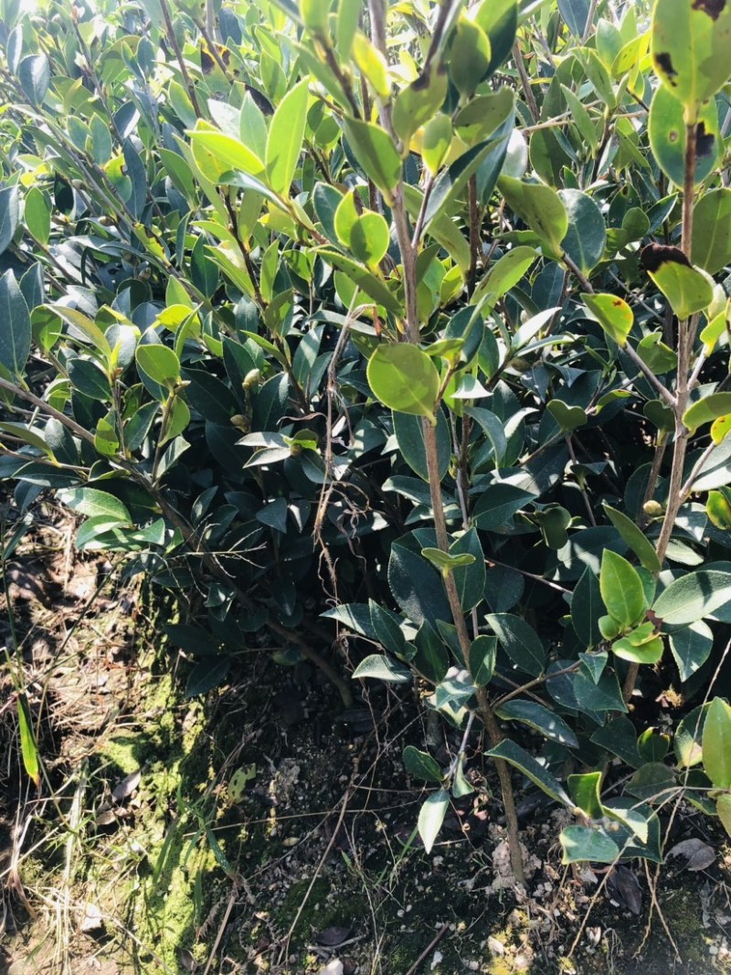 湖南攸县优质嫁接油茶苗产地，直销各种规格湘林系列嫁接油茶