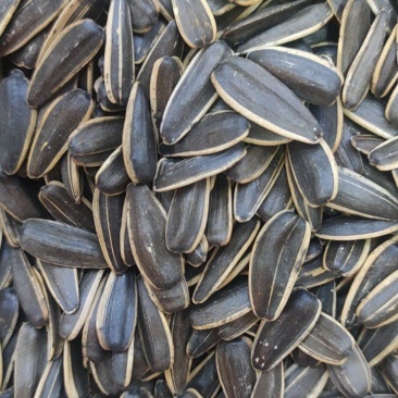 河南郑州新货葵花子10斤焦糖红枣五香茶韵奶香原味菊花陈皮