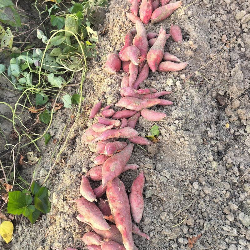 自家种的红薯西瓜红，没有虫眼，软糯香甜，无筋无丝，