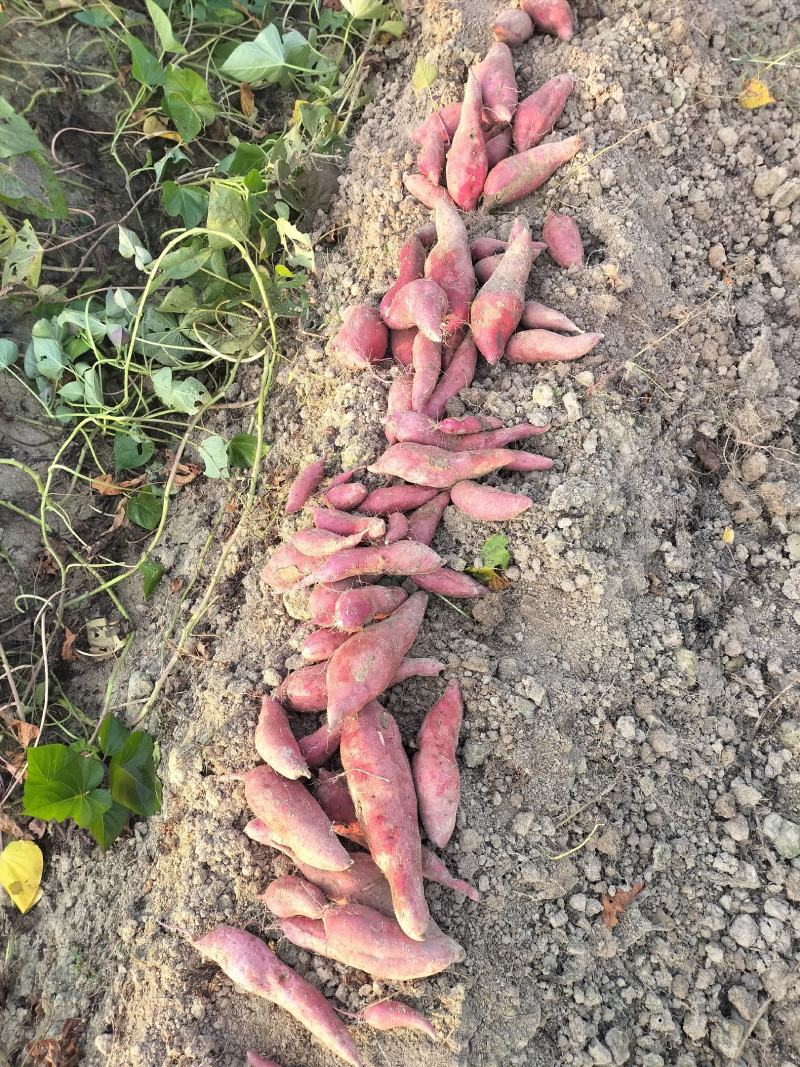 自家种的红薯西瓜红，没有虫眼，软糯香甜，无筋无丝，
