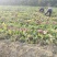 自家种的红薯西瓜红，没有虫眼，软糯香甜，无筋无丝，