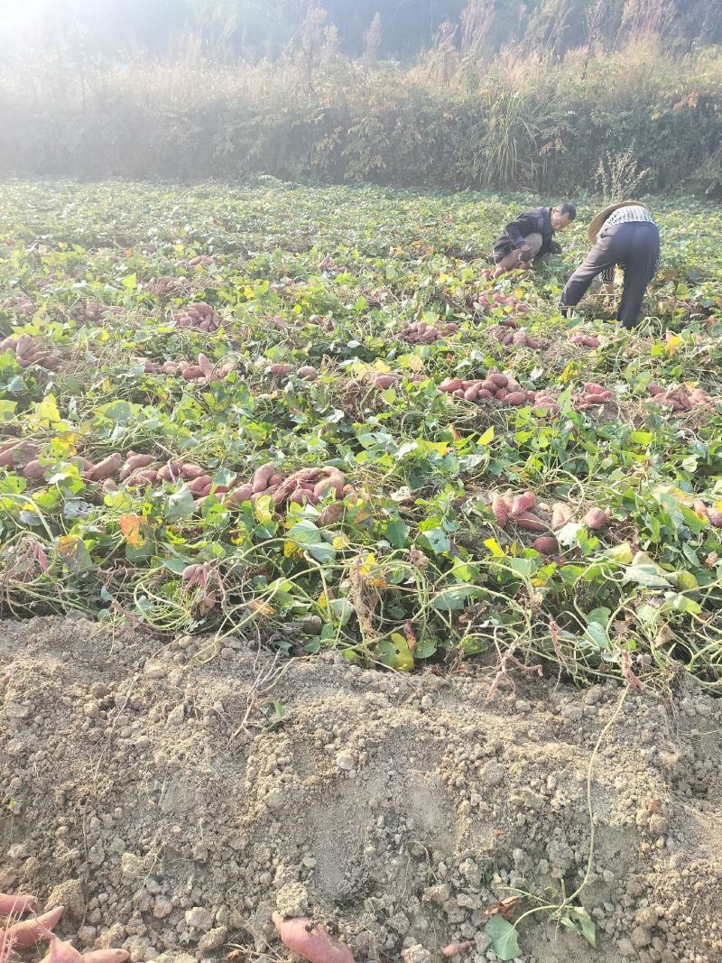 自家种的红薯西瓜红，没有虫眼，软糯香甜，无筋无丝，