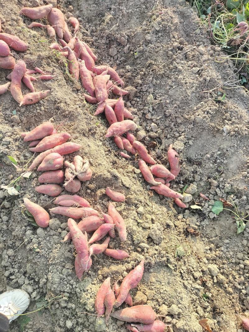 自家种的红薯西瓜红，没有虫眼，软糯香甜，无筋无丝，