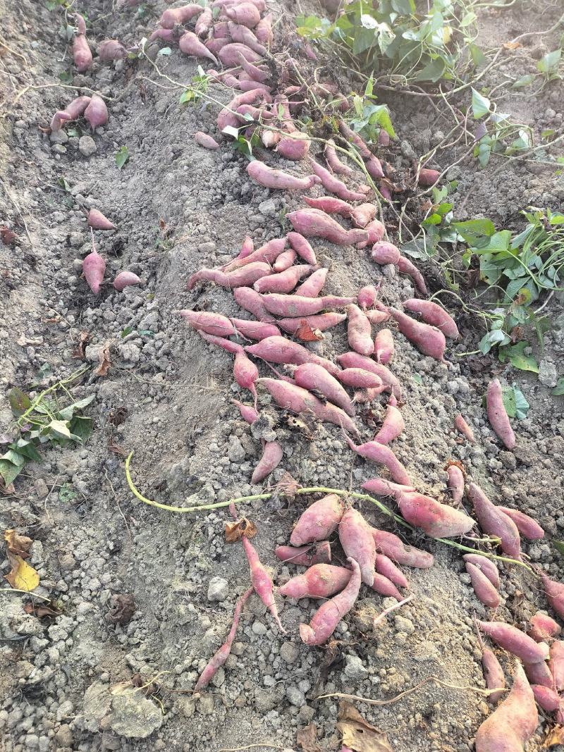 自家种的红薯西瓜红，没有虫眼，软糯香甜，无筋无丝，