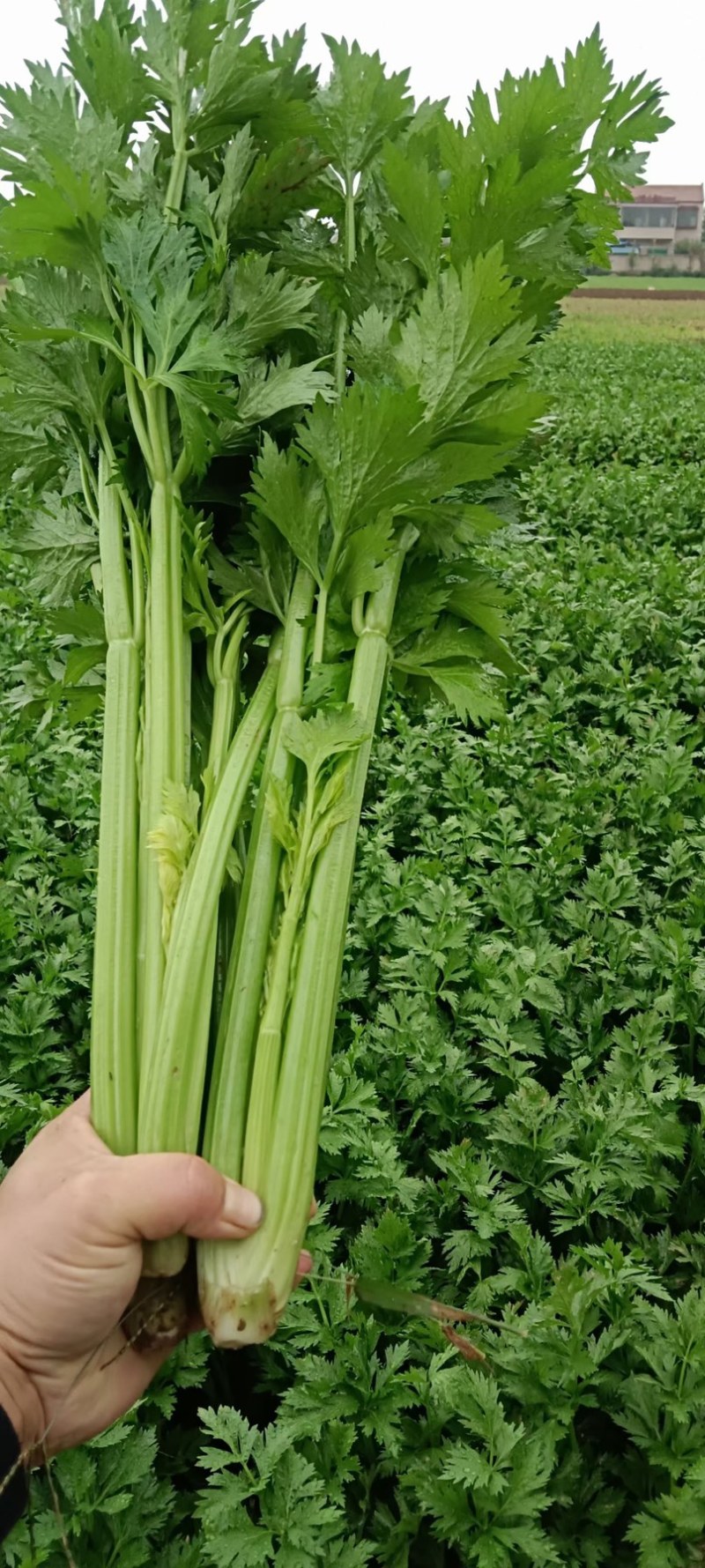 开封通许芹菜大量现货供应市场电商食堂大量有货