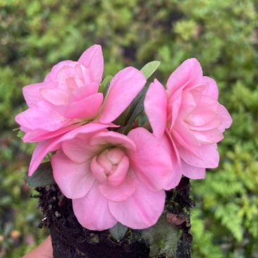 日本进口皋月杜鹃，花色齐全，缤纷多彩！