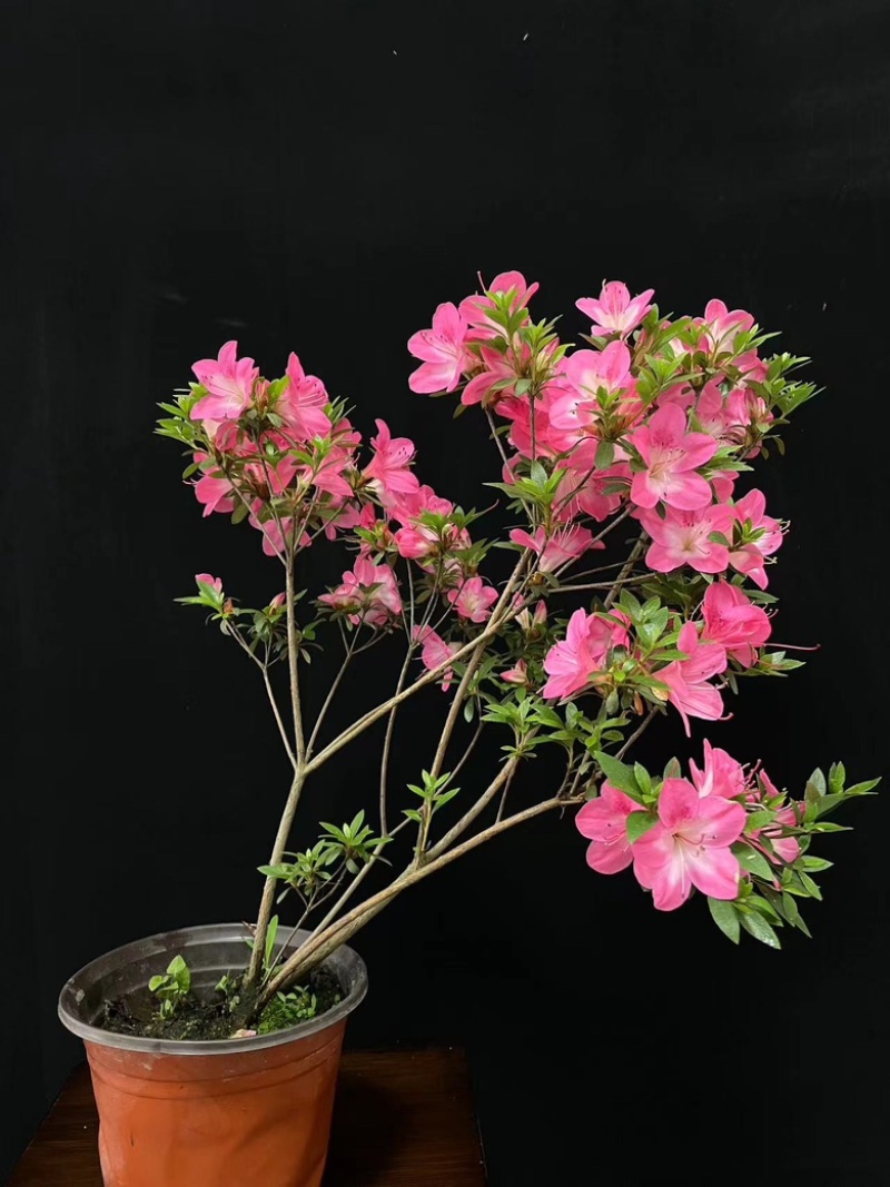 日本进口皋月杜鹃，花色齐全，缤纷多彩！