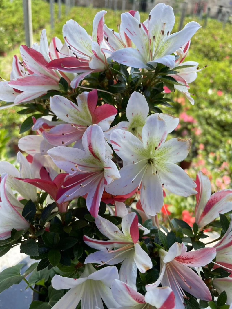 日本进口皋月杜鹃，花色齐全，缤纷多彩！